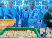 Sulteng Ekspor 459 Ton Durian ke Tiongkok, Dorong Sektor Pertanian