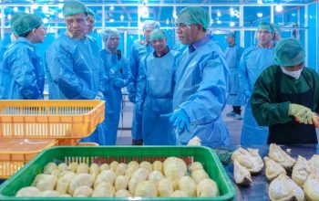 Sulteng Ekspor 459 Ton Durian ke Tiongkok, Dorong Sektor Pertanian