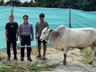 Iduladha 1447 H, Trinusa Group Distribusikan 30 Ekor Sapi Kurban ke Palu dan Morowali Utara