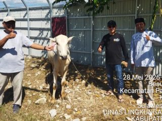 DLH Sulteng Salurkan 10 Sapi dan 1 Kambing Kurban untuk Pemulung, Petugas Kebersihan, dan Kaum Dhuafa