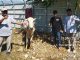 DLH Sulteng Salurkan 10 Sapi dan 1 Kambing Kurban untuk Pemulung, Petugas Kebersihan, dan Kaum Dhuafa