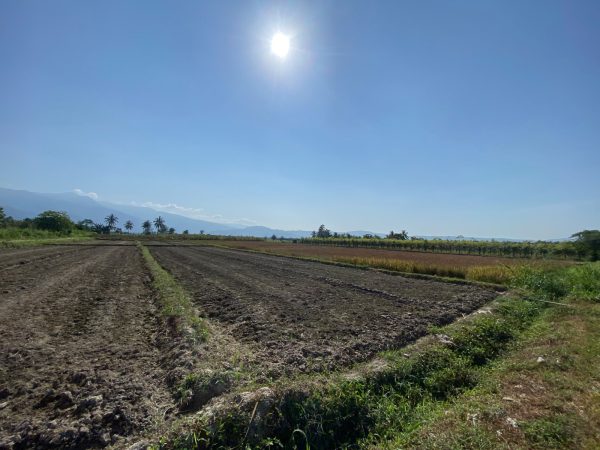 Kekeringan Kepung Parigi Moutong, Petani Terancam Gagal Panen