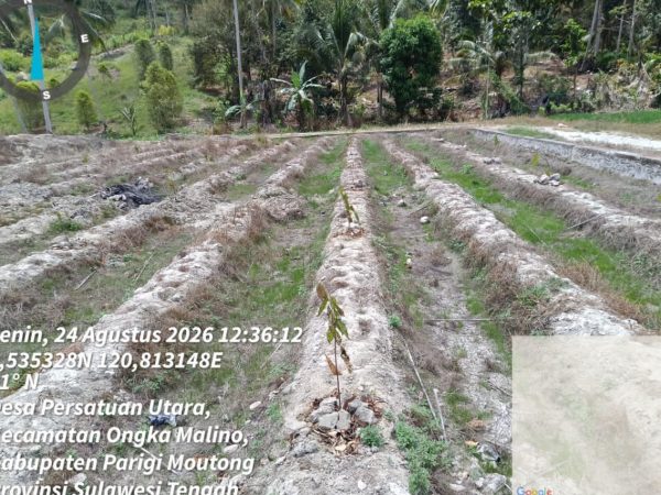 Kekeringan Parigi Moutong, 200 Hektare Sawah Terancam Gagal Panen