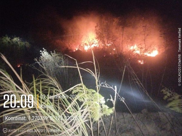 Karhutla di Ampana Tete Meluas, Sekitar 50 Hektare Lahan Terbakar